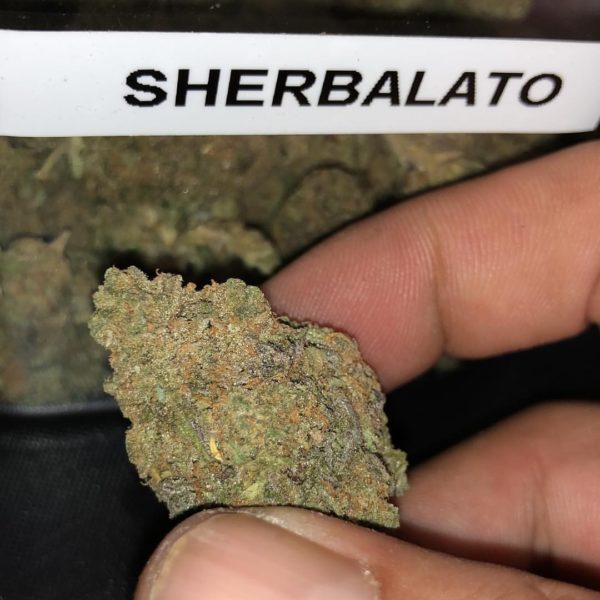Sherblato strain